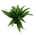 Green dracaena craigii compacta potted plant on a white background