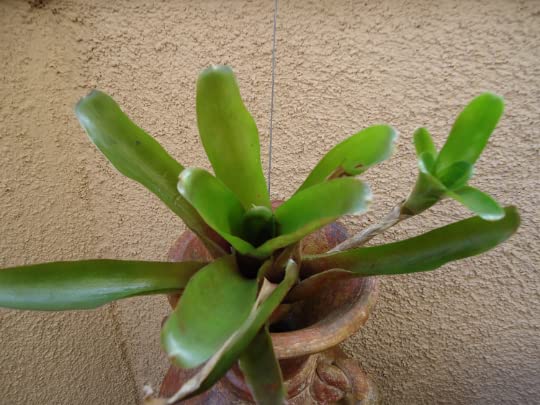Neoregelia Fireball House Plant, 4" Pot