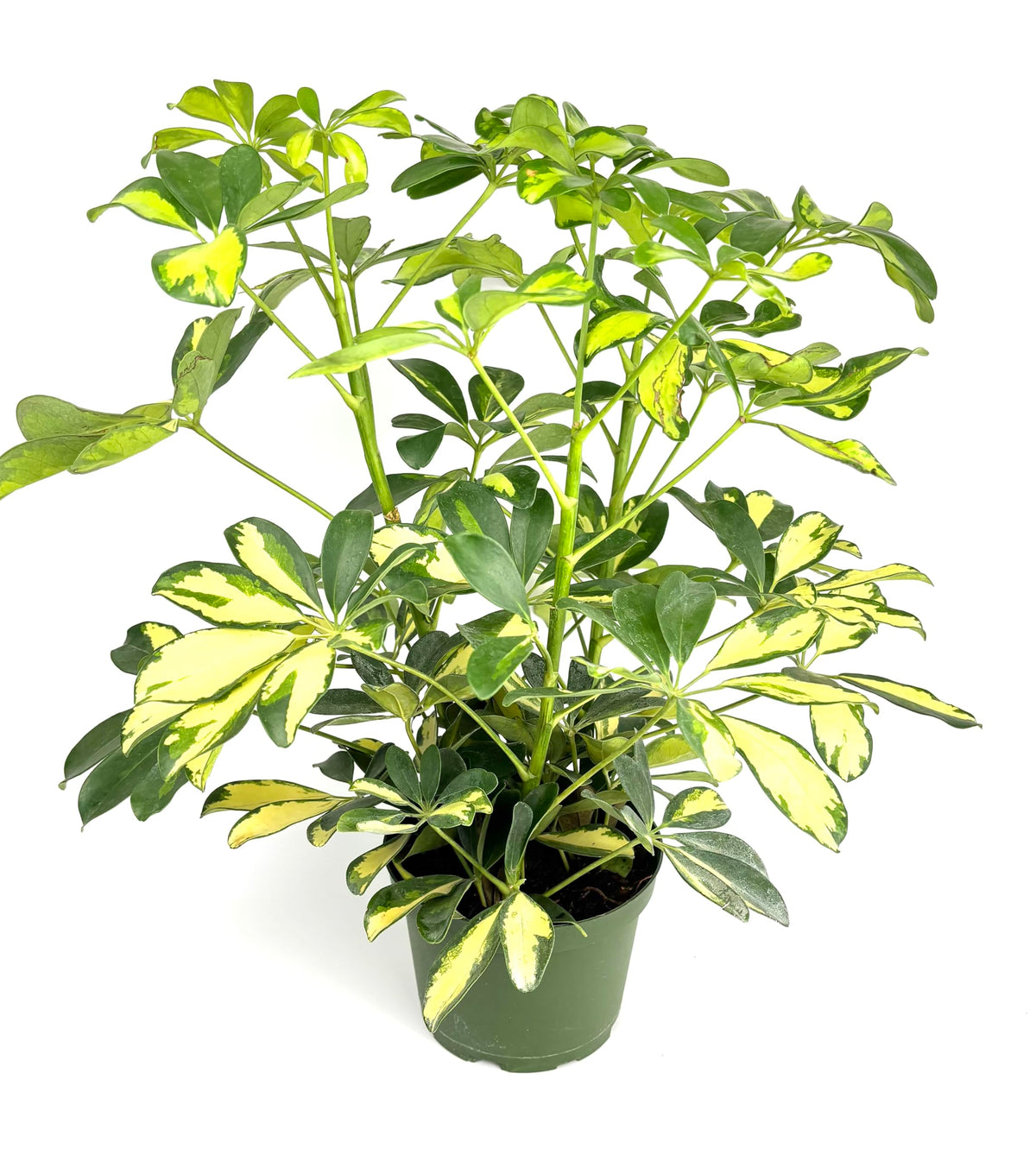Potted plant with green and yellow leaves on a white background