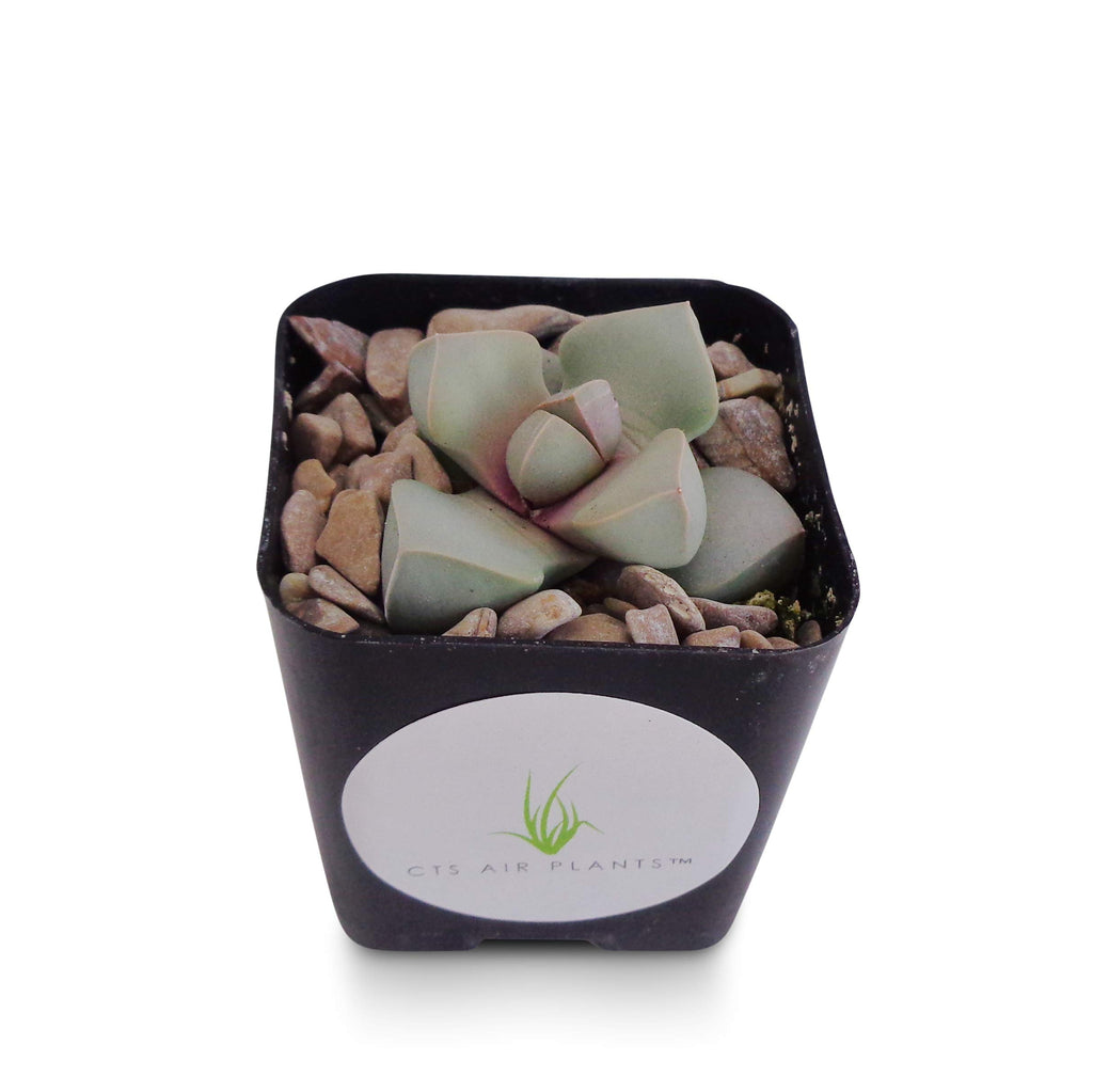 Potted succulent Karoo Split Rock Lapidaria margaretae plant with decorative stones on a white background