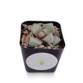 Potted succulent Karoo Split Rock Lapidaria margaretae plant with decorative stones on a white background