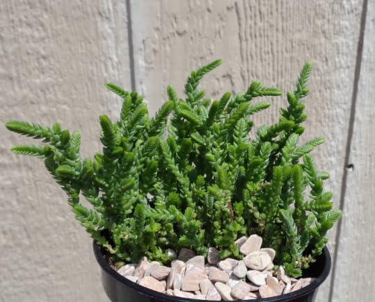 Watch Chain Succulent Crassula Muscosa Live Potted Succulents Houseplants