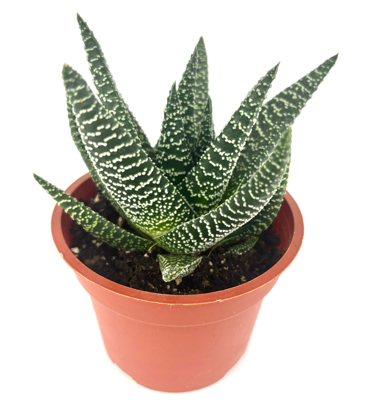 Potted Gasteraloe Okavango plant with spotted leaves on a white background