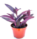 Tradescantia Purple Heart plant with deep purple lance-shaped leaves in a terracotta nursery pot

