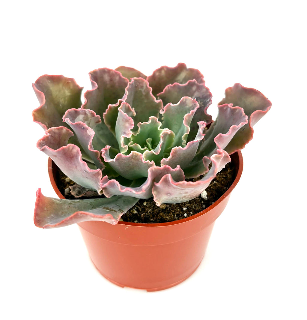 Potted Echeveria Blue Curls succulent plant with wavy leaves on a white background