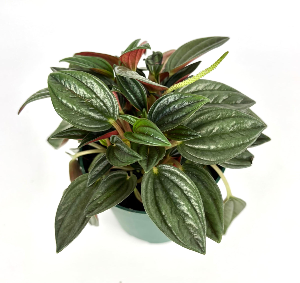Potted peperomia rosso plant with green leaves on a white background