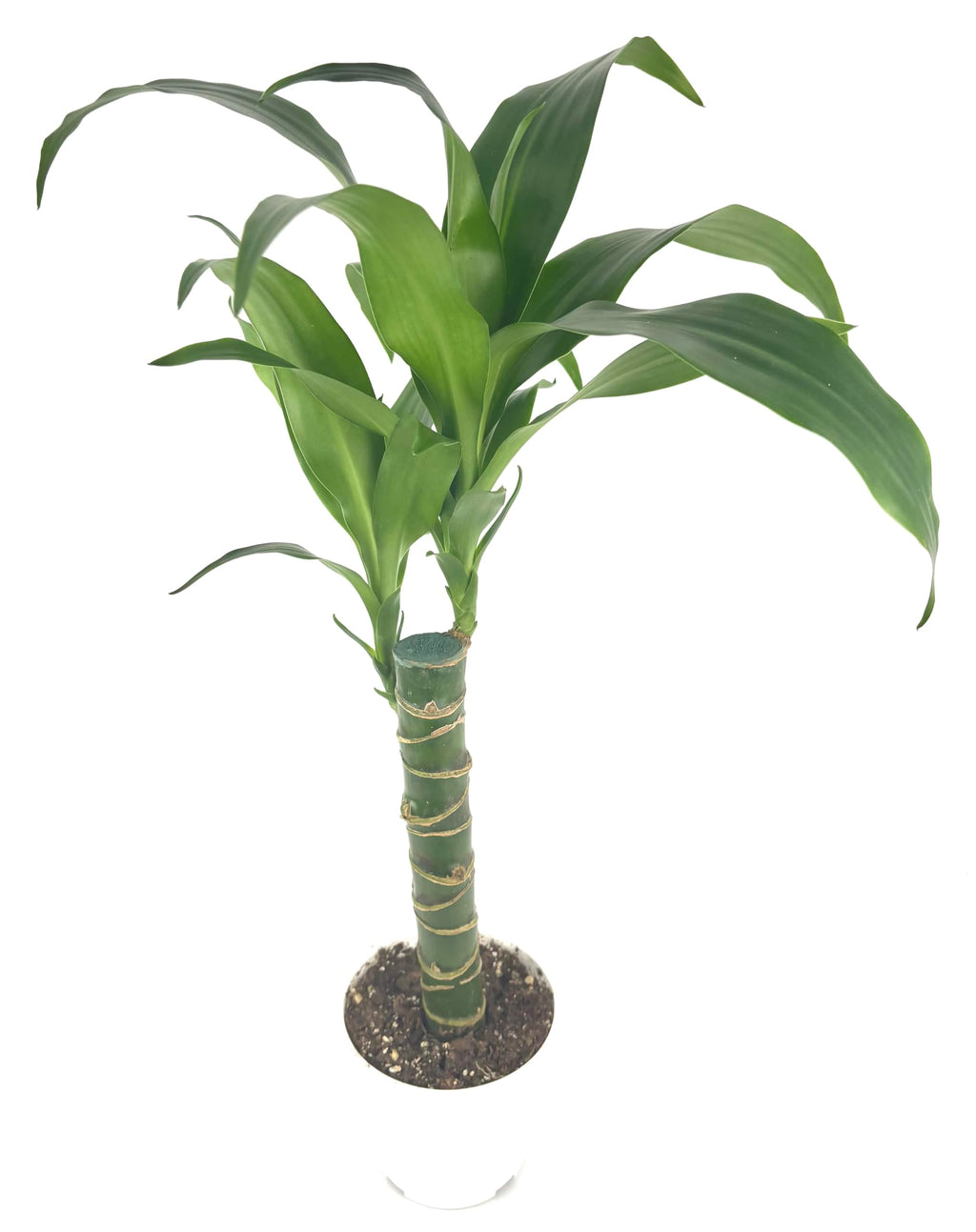 Dracaena Black Beauty Cane Air Purifying Houseplants