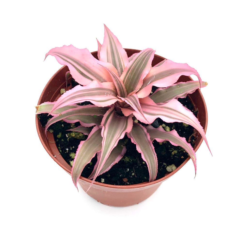 Cryptanthus Hot Pink Earth Star Easy Air Purifying Houseplants, 4" Pot