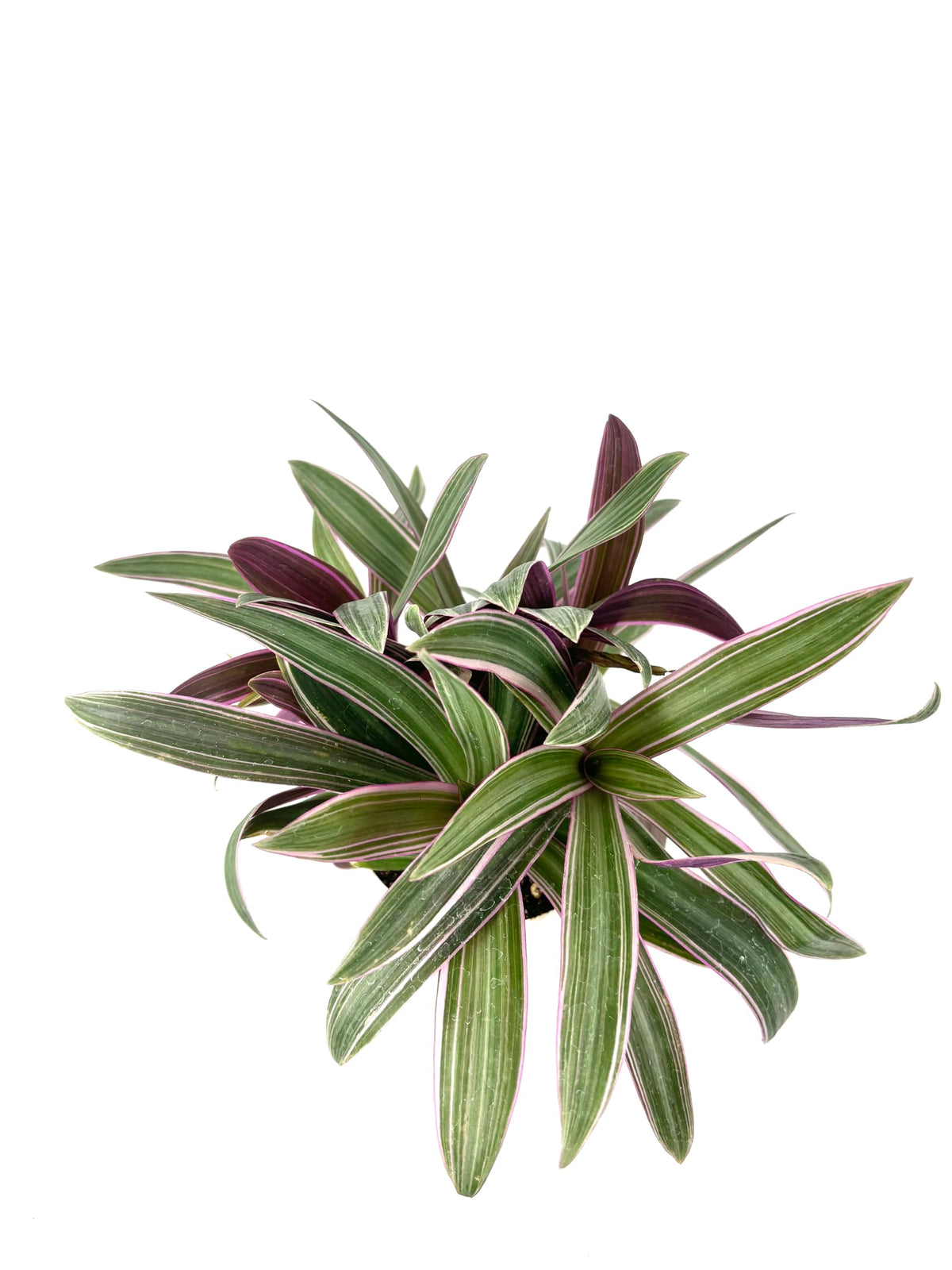 Tradescantia Spathacea Moses in Cradle Live Indoor Plant, 4 Inch Pot, Green Purple Variegated Leaves, Air Purifying Houseplant, Easy Care Ground Cover