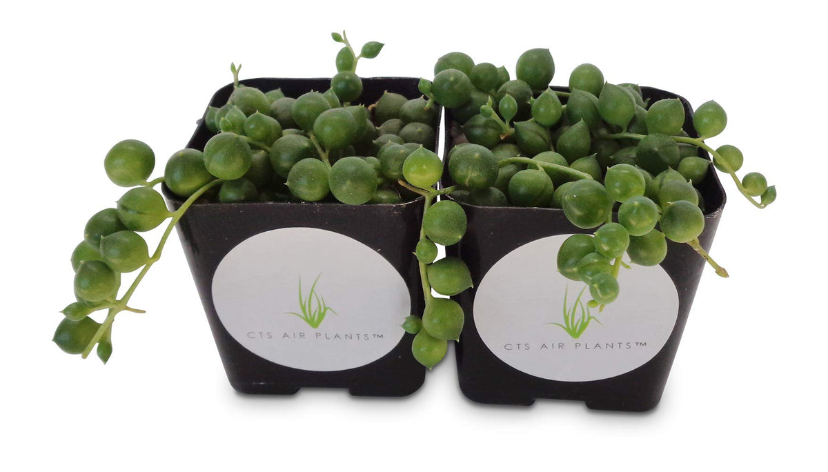 String of Pearls Succulents Senecio Rowleyanus