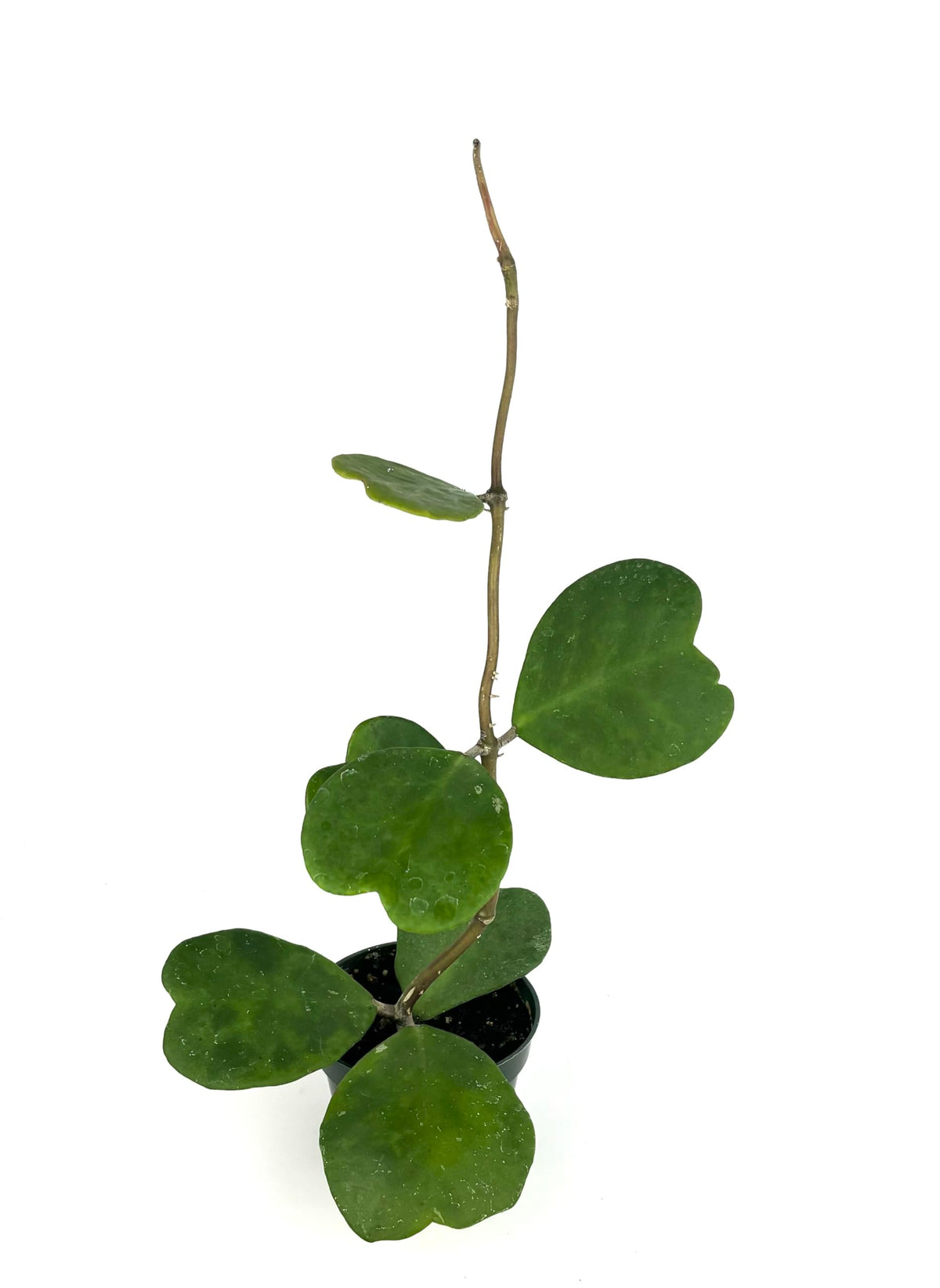 Small potted plant with heart-shaped leaves on a white background