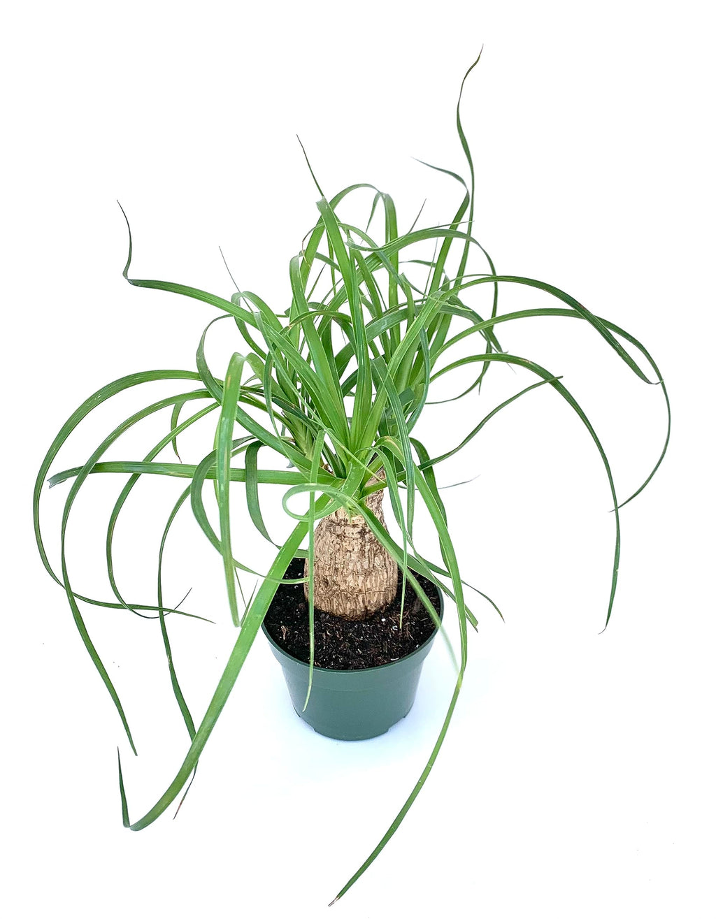 Potted plant with long green leaves on a white background