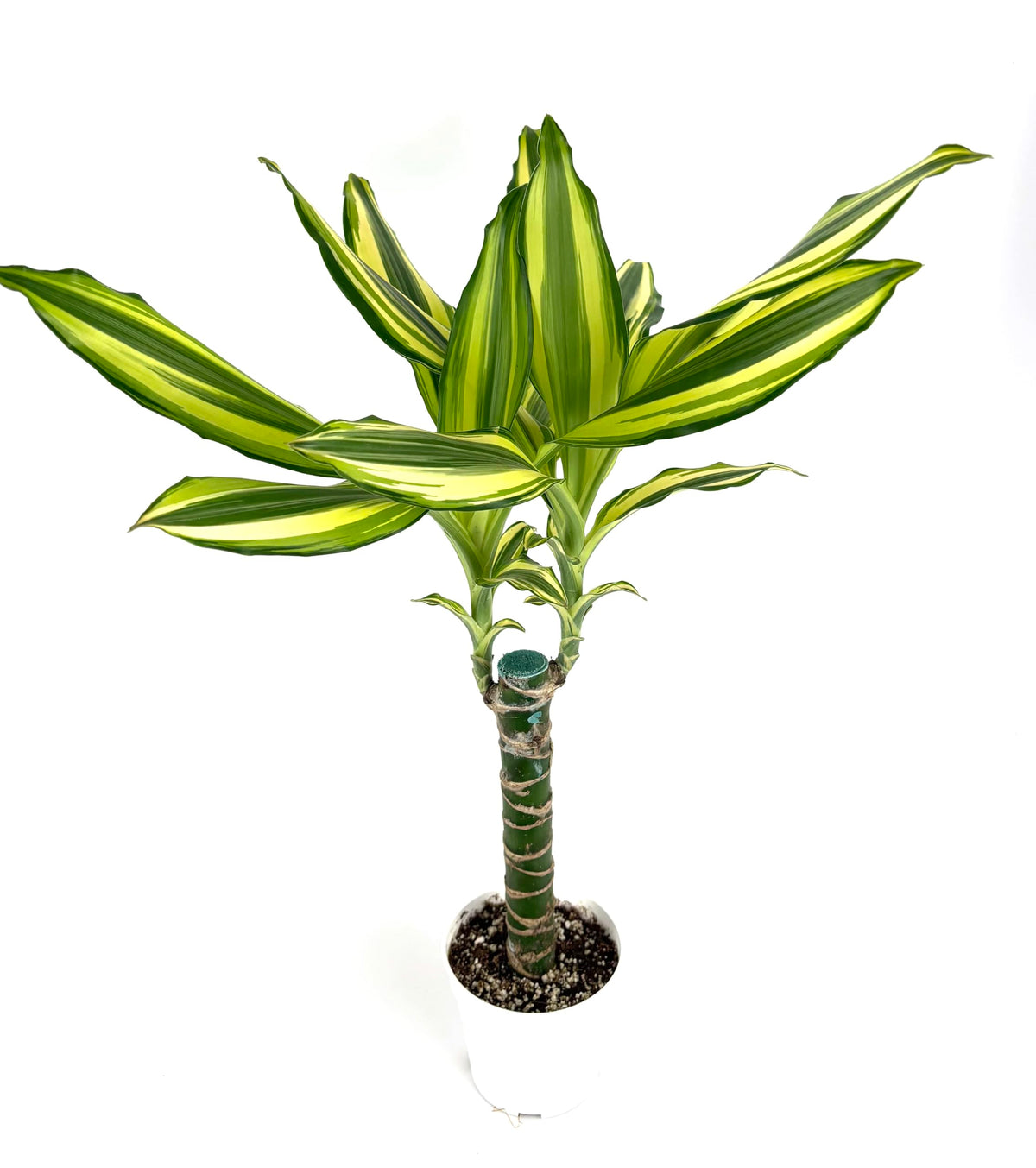 Dracaena Sol Cane, Live Potted House Plant, Green and Yellow Variegated Foliage, Air Purifying, 4 Inch Pot