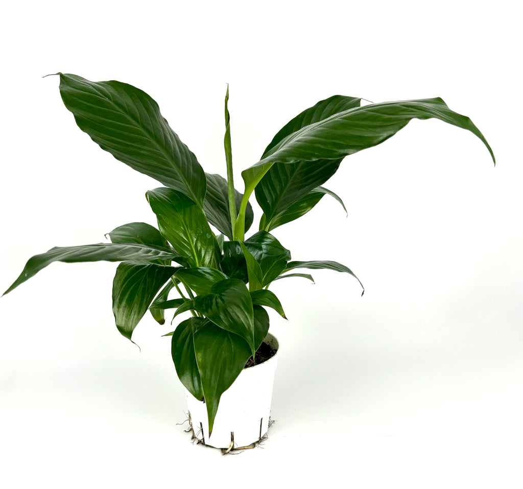 Green peace lily plant in a white grow pot on a white background