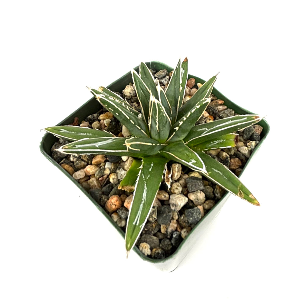 Potted Porcupine Agave succulent plant with white stripes on a white background