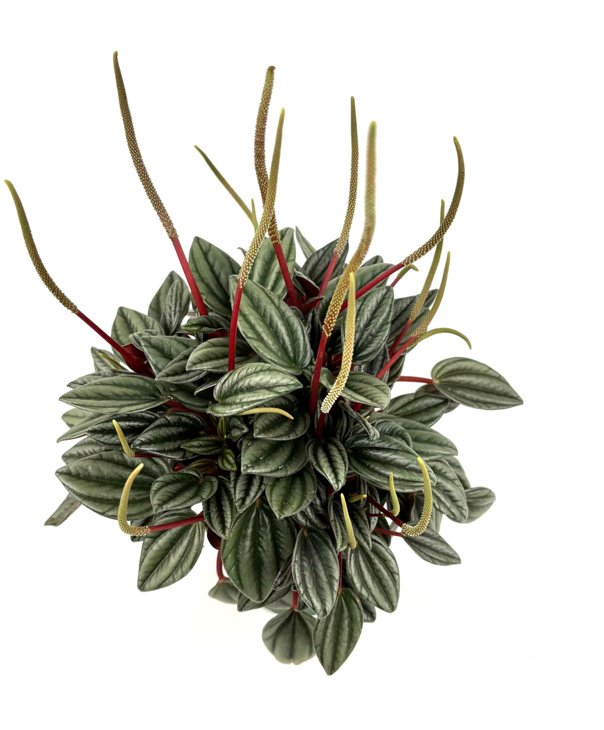 Peperomia San Marino Live Potted House Plant, Green Silver Red, 4 Inch Pot, Indoor