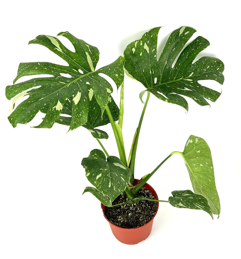 Potted Thai constellation plant with large green leaves on a white background