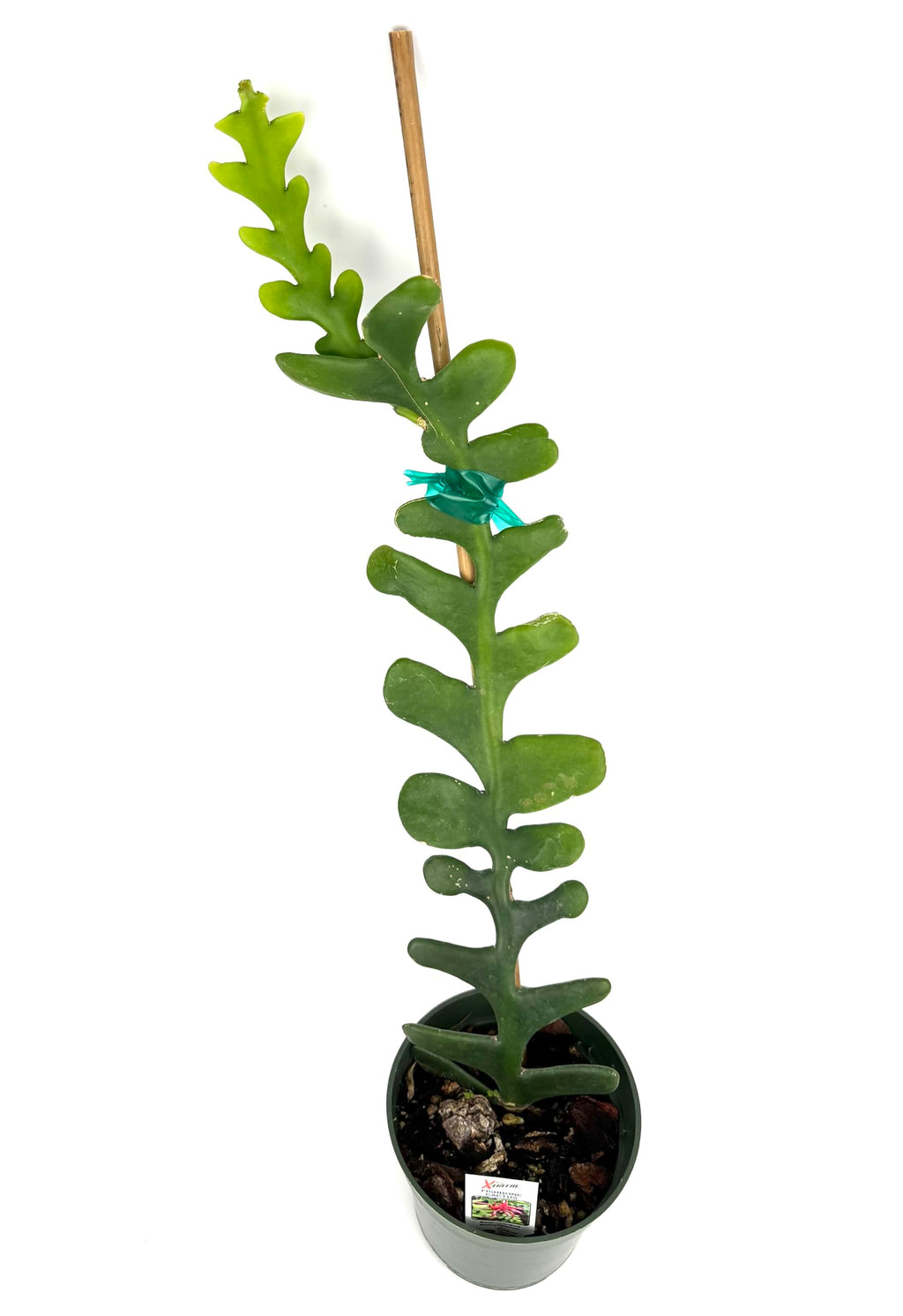 Potted green fishbone cactus with a decorative bow on a white background