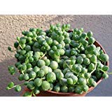 String of Pearls Succulents Senecio Rowleyanus
