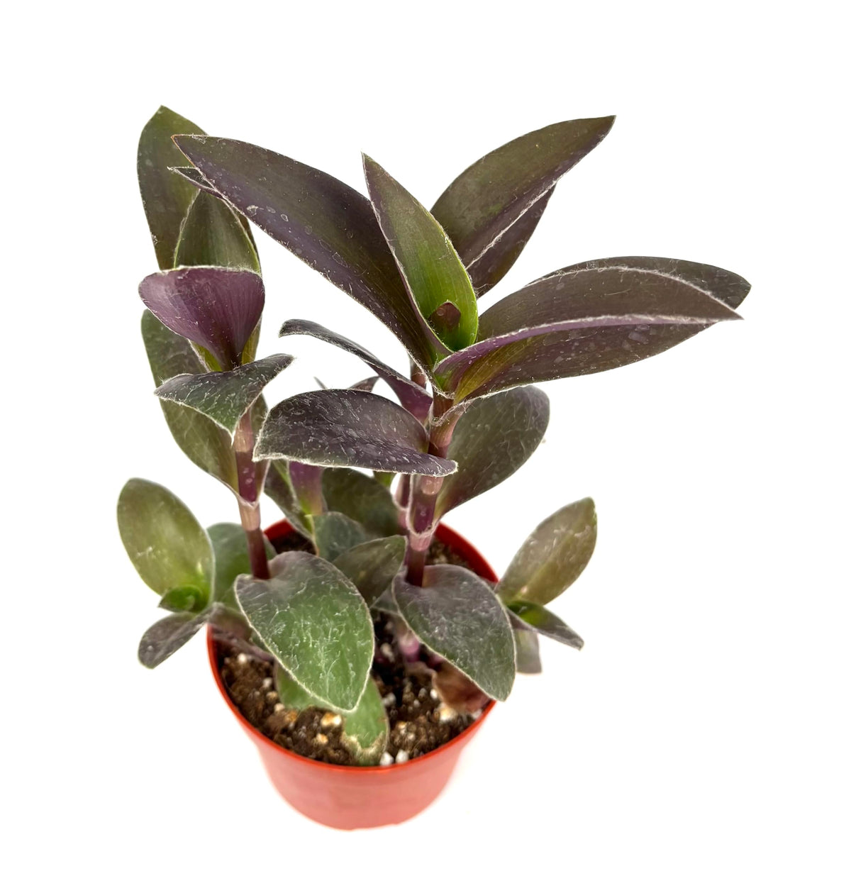 Potted tradescantia plant with green and purple leaves on a white background