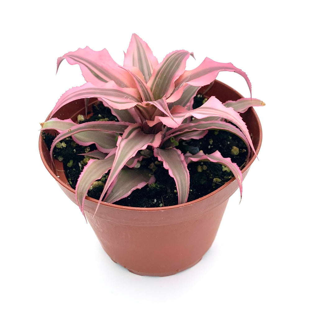 Cryptanthus Hot Pink Earth Star Easy Air Purifying Houseplants, 4" Pot