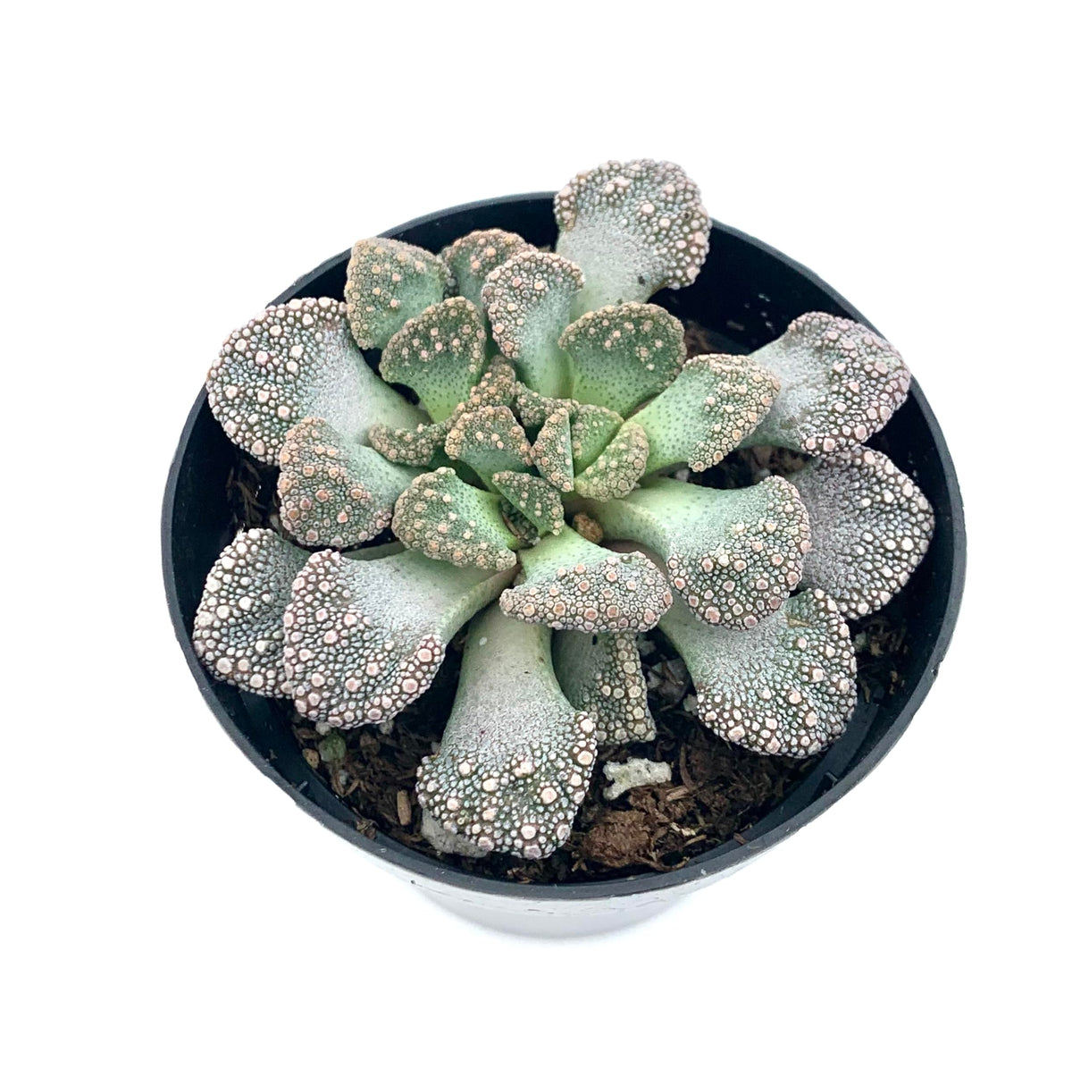 Titanopsis Calcarea Mimicry Succulent, 2.5" Pot