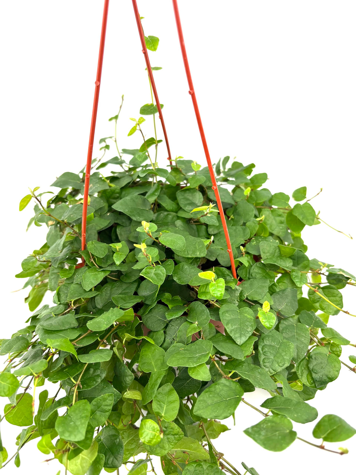 Hanging green creeping fig plant with red hanging basket on a white background
