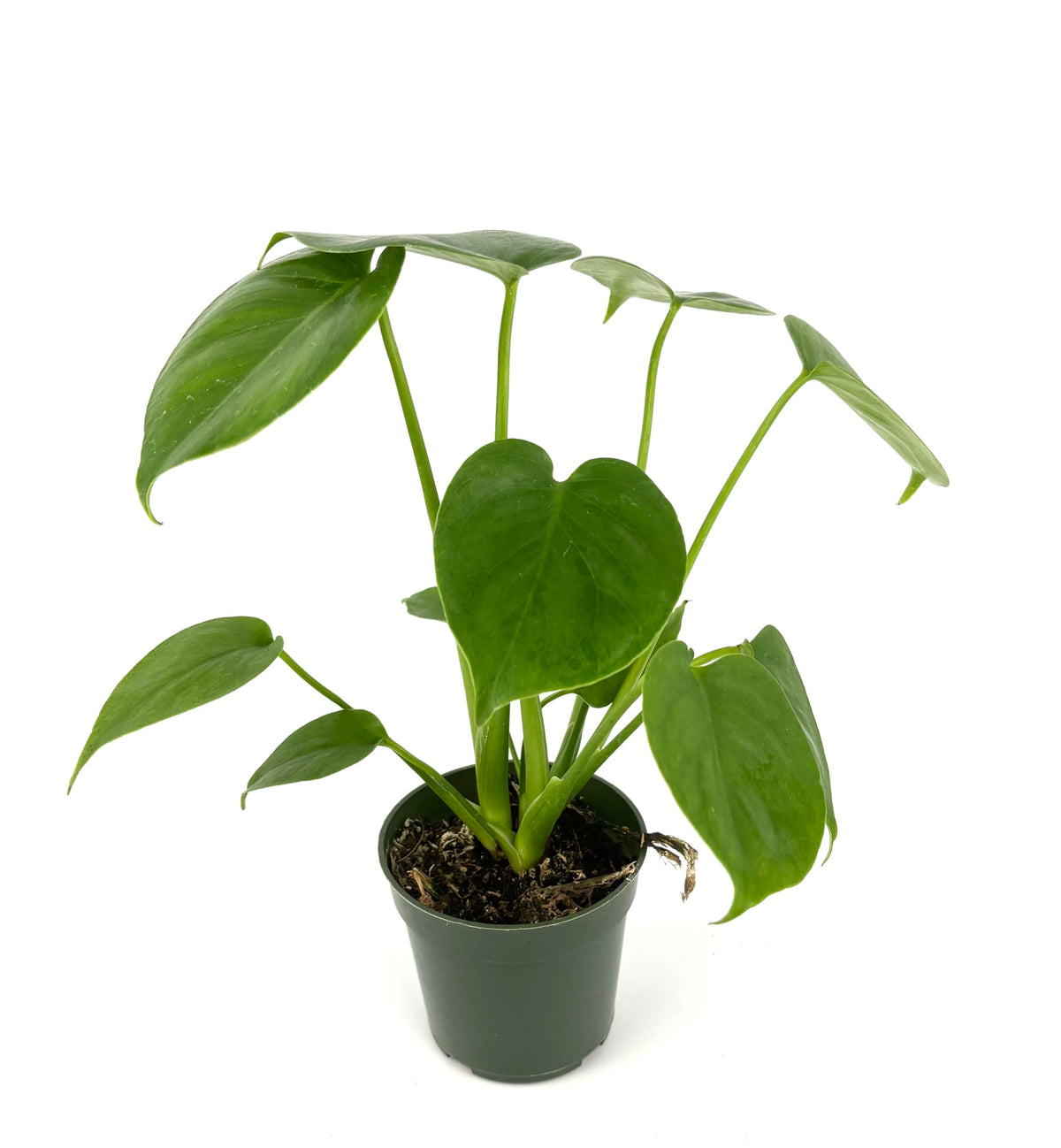 Potted monstera plant with heart-shaped leaves on a white background