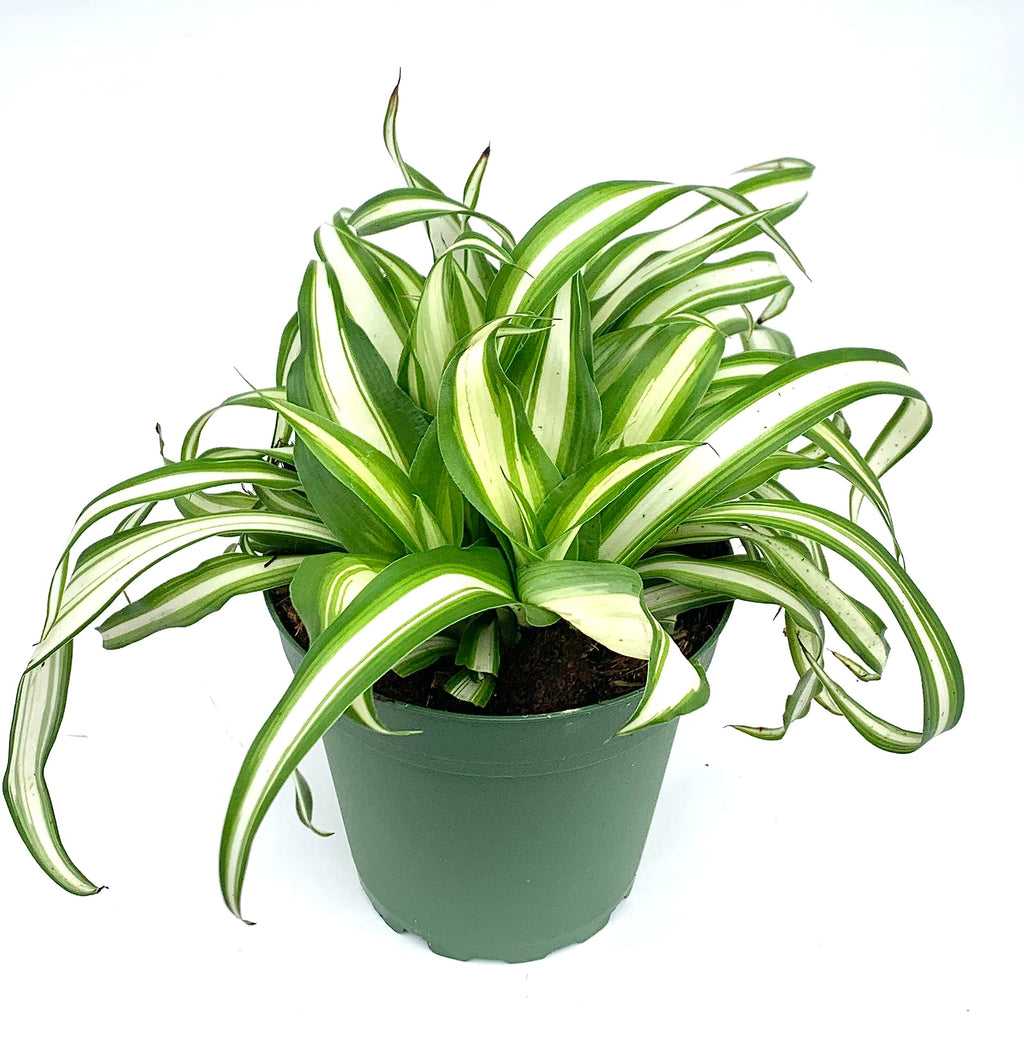 Potted spider plant with green and white leaves on a white background