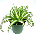 Potted spider plant with green and white leaves on a white background
