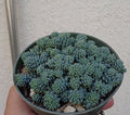 Small potted Blue Tear Sedum succulent plant held by a hand against a neutral background