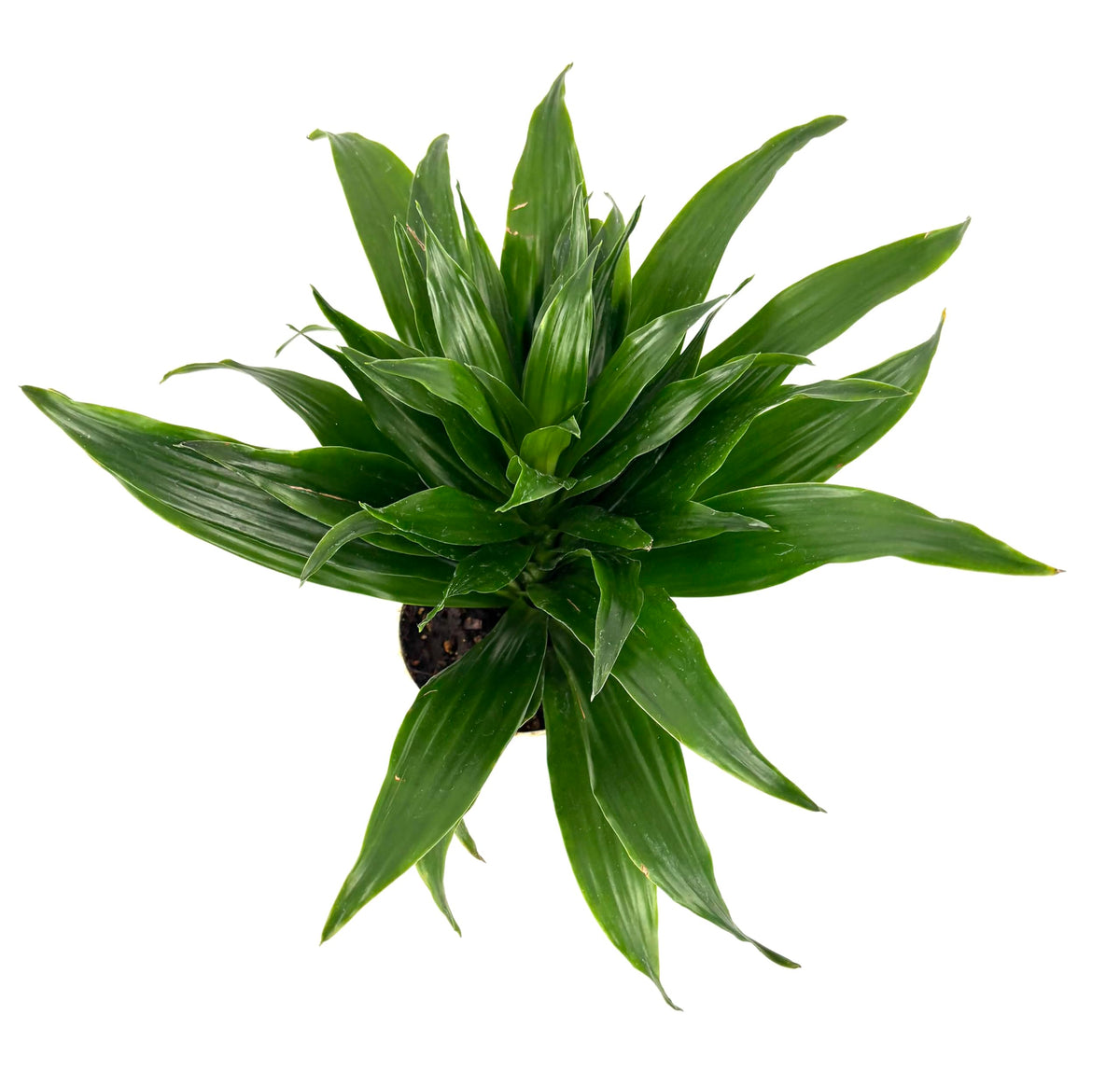 Green potted dracaena plant on a white background