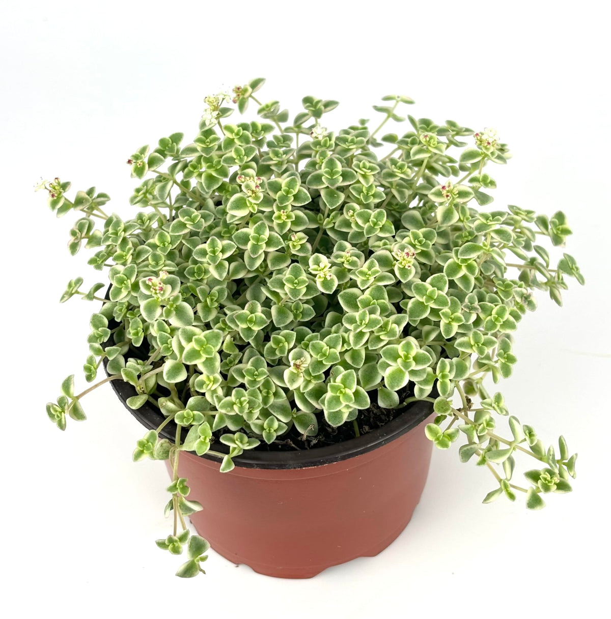 Potted Sedum Little Missy plant with green leaves on a white background