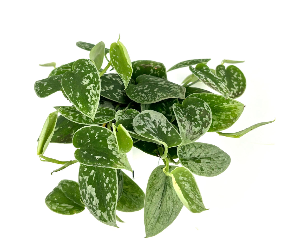  silver splash pothos with green leaves with silver spots on a white background