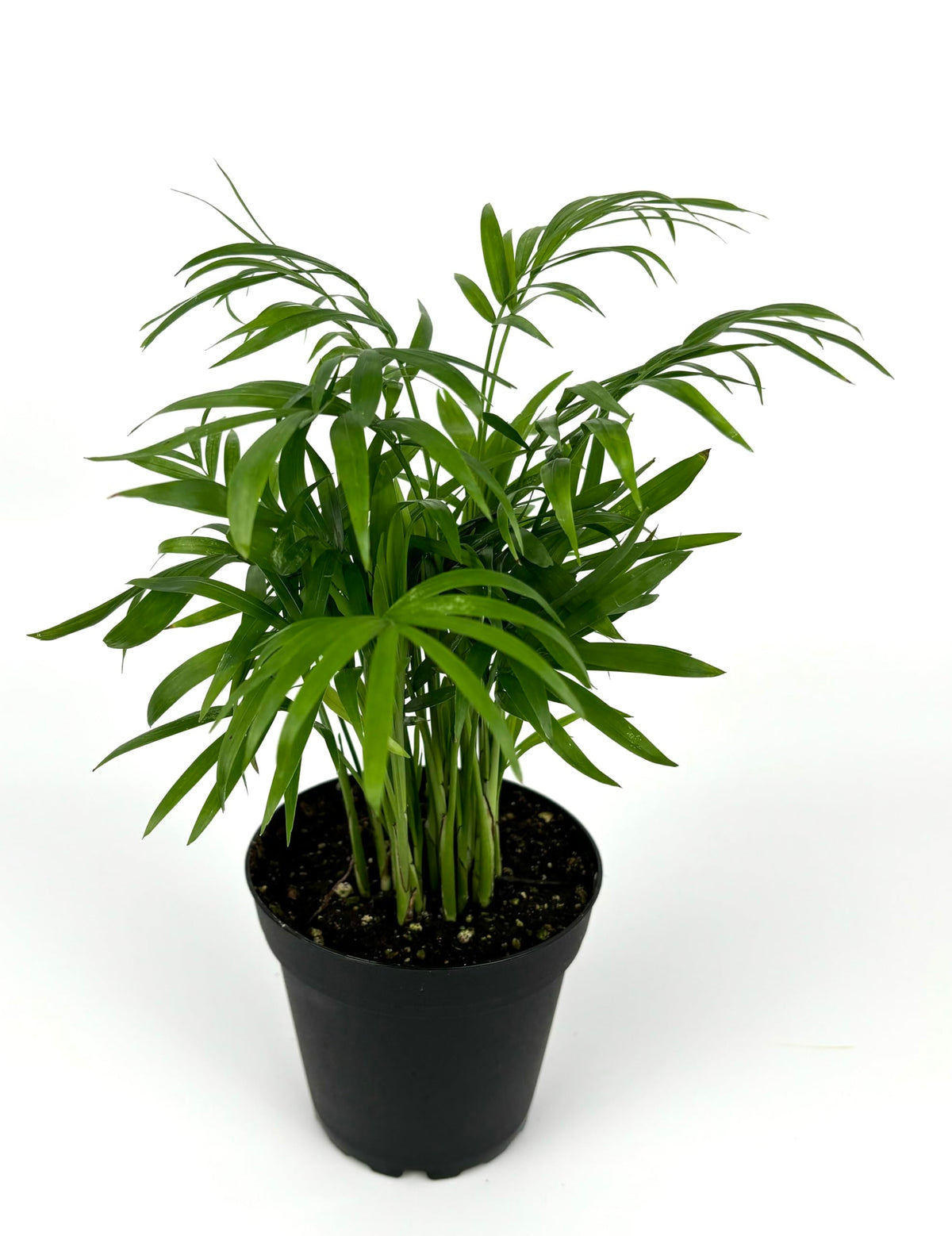 Potted plant with green leaves on a white background