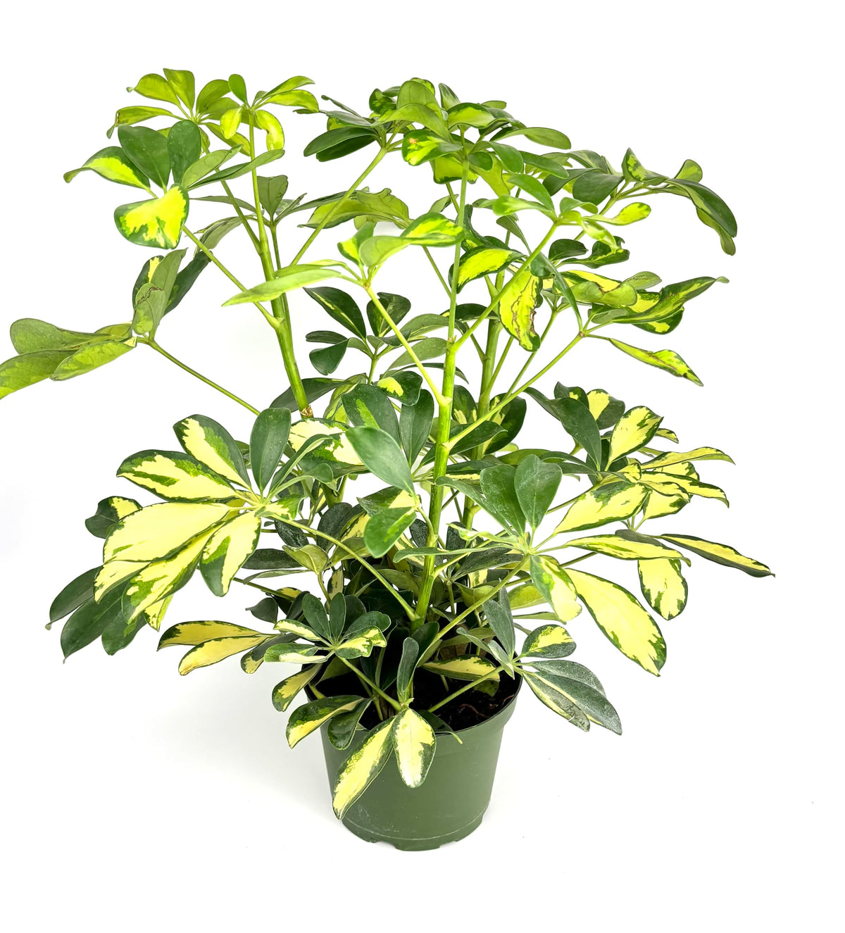 Potted umbrella tree plant with green and yellow leaves on a white background