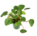 Potted green peperomia rana verde plant on a white background