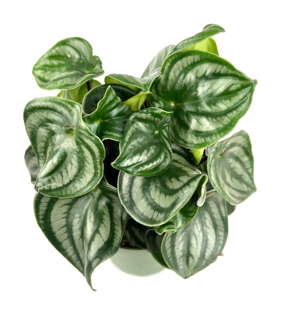 Potted peperomia watermelon plant with green leaves on a white background
