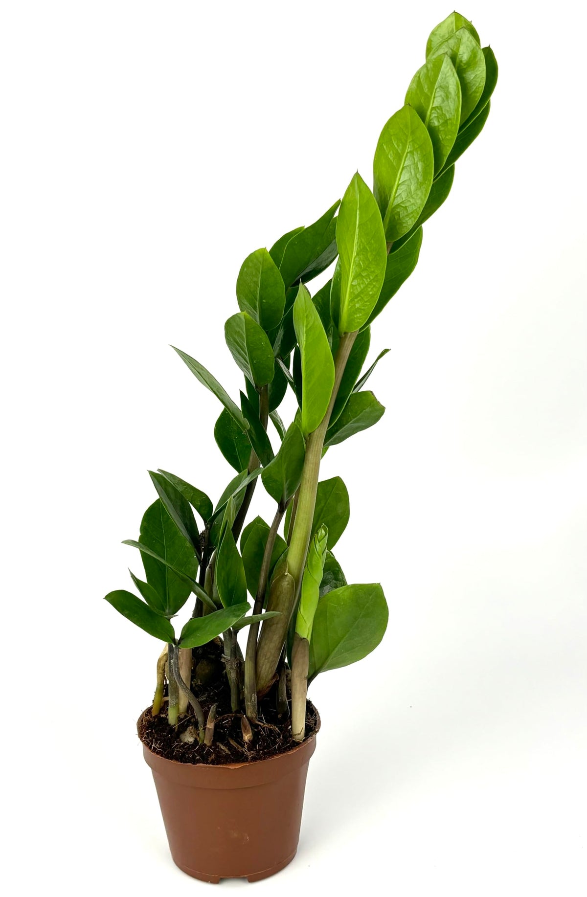 Potted ZZ plant with twisted green leaves on a white background