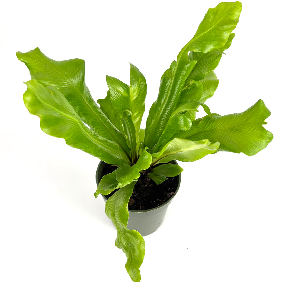 Potted green plant with large leaves on a white background