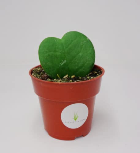 Heart-shaped green hoya plant in a red pot on a white background