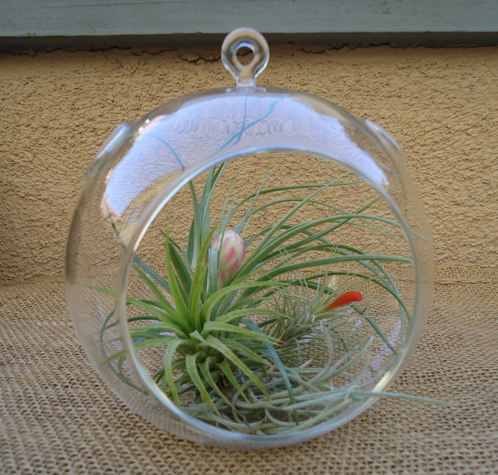5.5" Glass Plant Orb/Terrarium