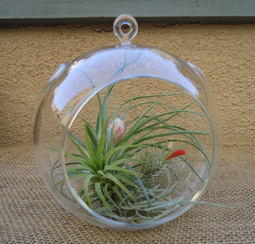 5.5" Glass Plant Orb/Terrarium