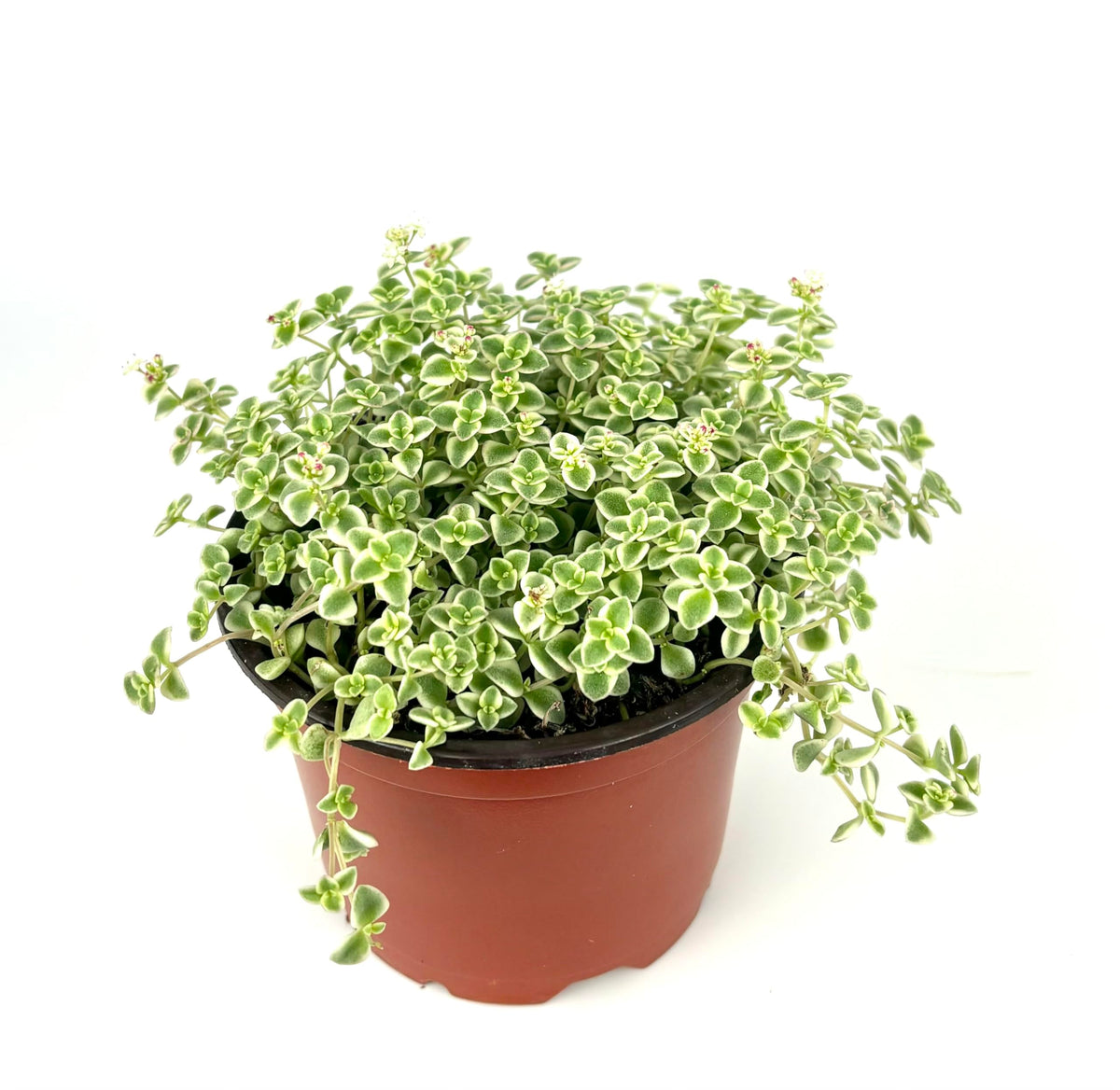 Potted Sedum Little Missy plant with green leaves on a white background