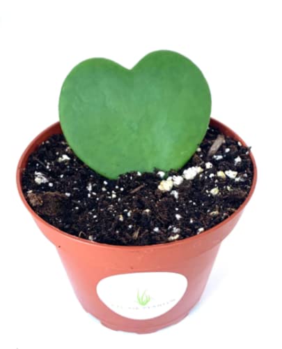 Heart-shaped green hoya plant in a pot with soil on a white background