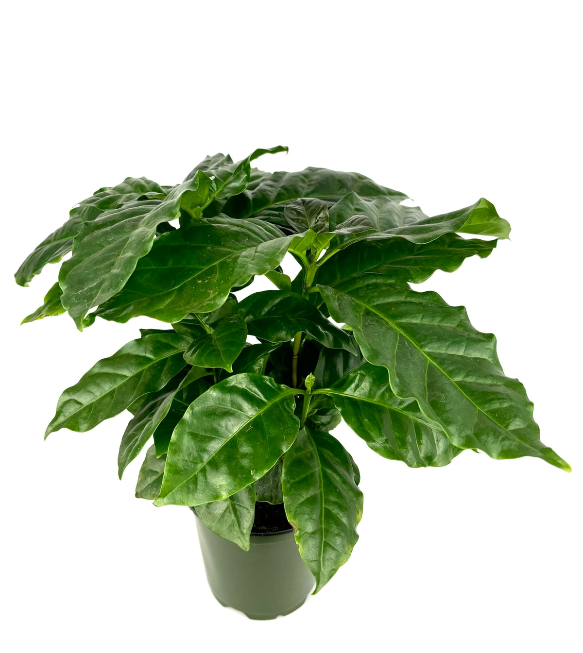 Potted plant with large green leaves on a white background