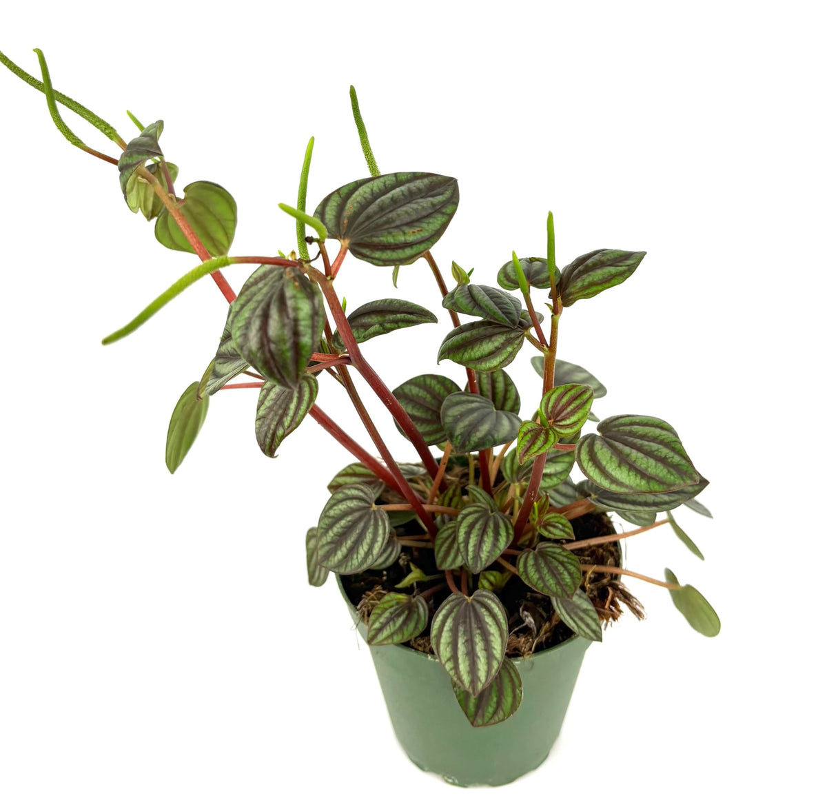 Peperomia Piccolo Banda Live Potted House Plant, 4" Pot, Green Purple Red, Indoor Use