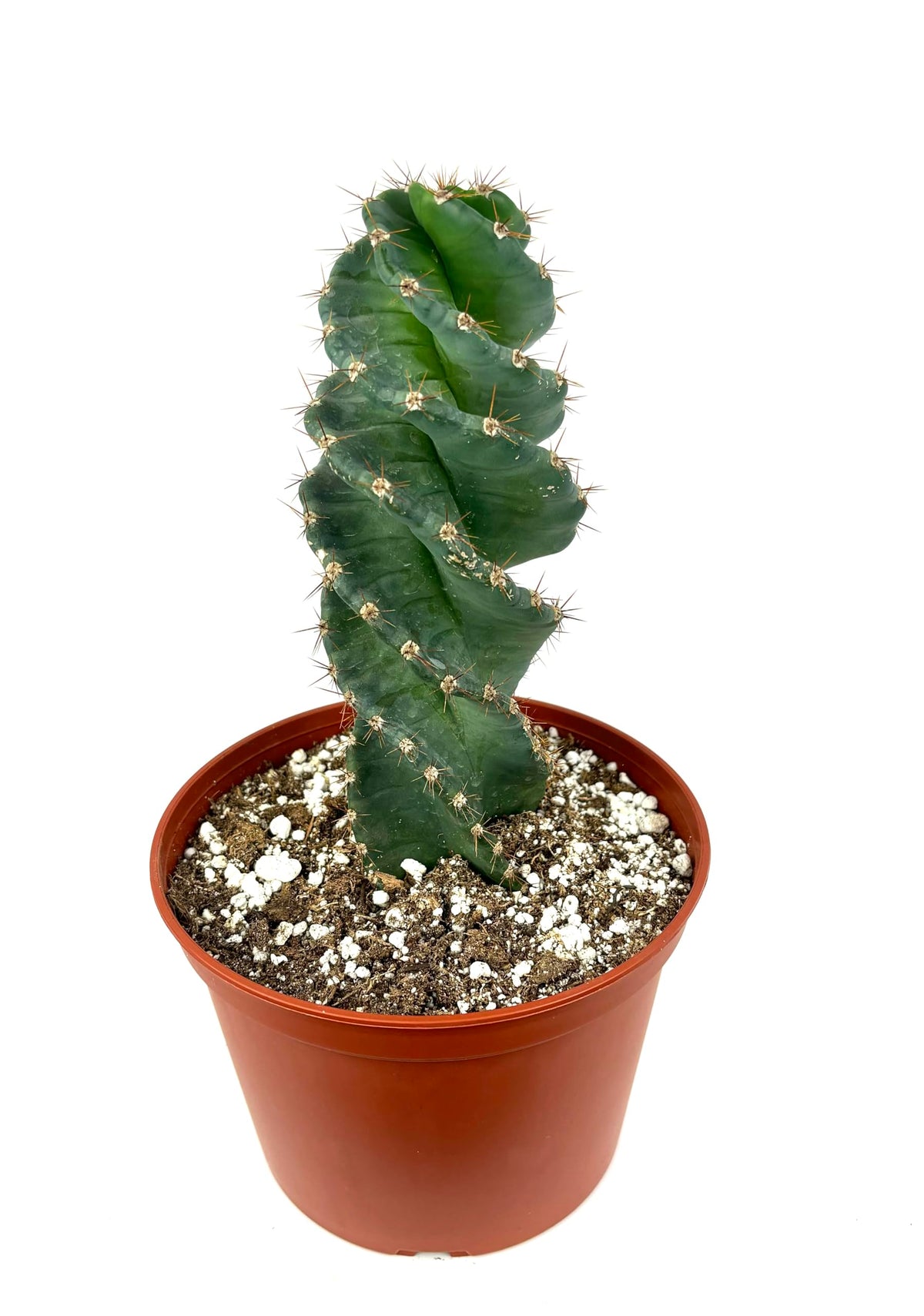 Spiral Cactus Cereus Forbesii Spiralis Large 8-12"+, 6" Pot