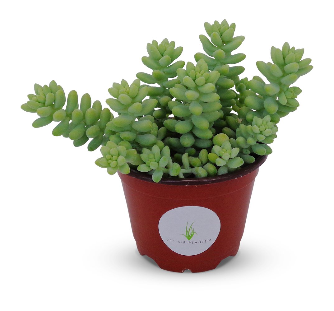 Full Donkey Tail sedum succulent with rounded green leaves in a red nursery pot
