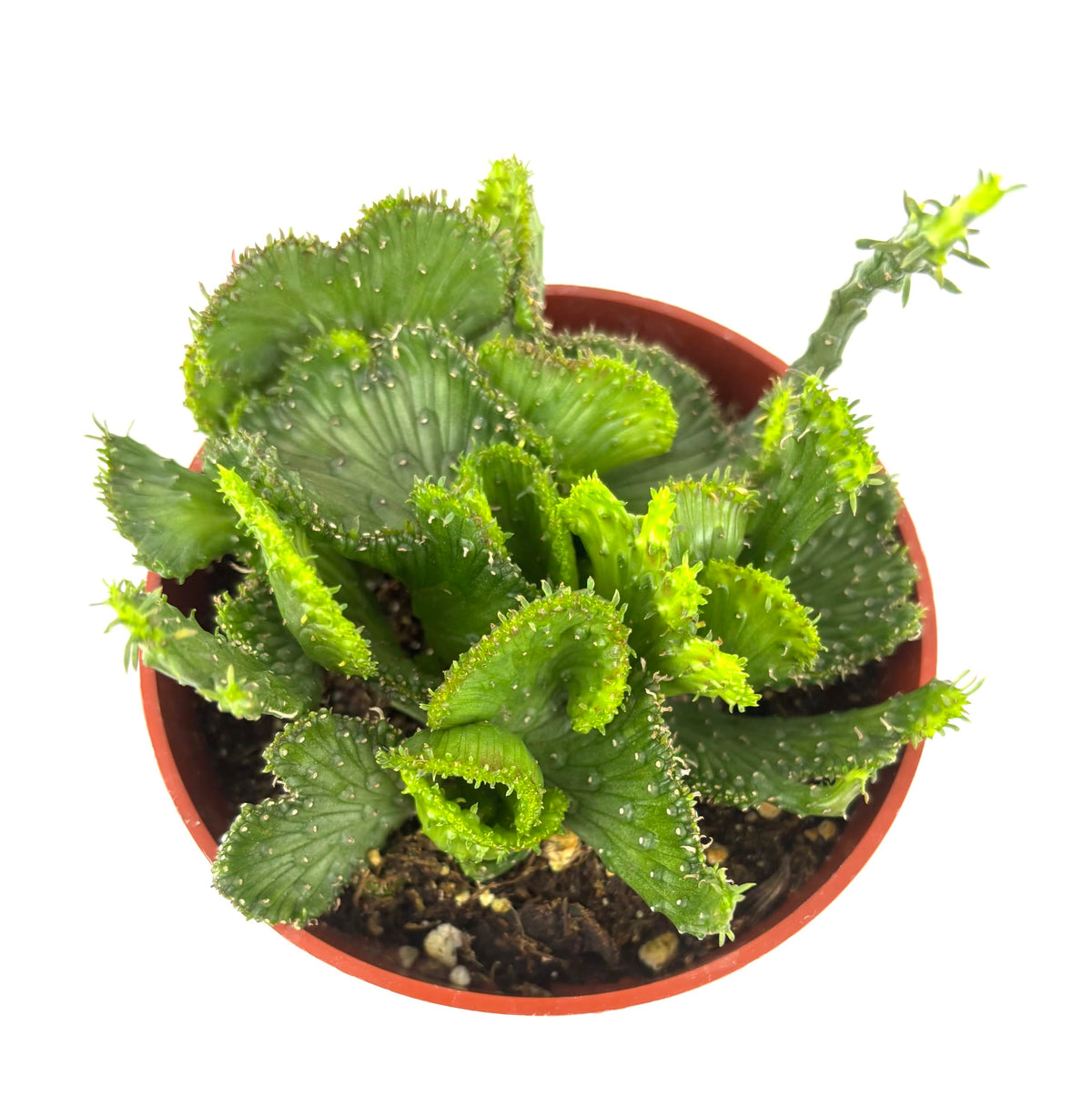 Euphorbia Green Coral Succulents Euphorbia Flanaganii Cristata, 4" Pot